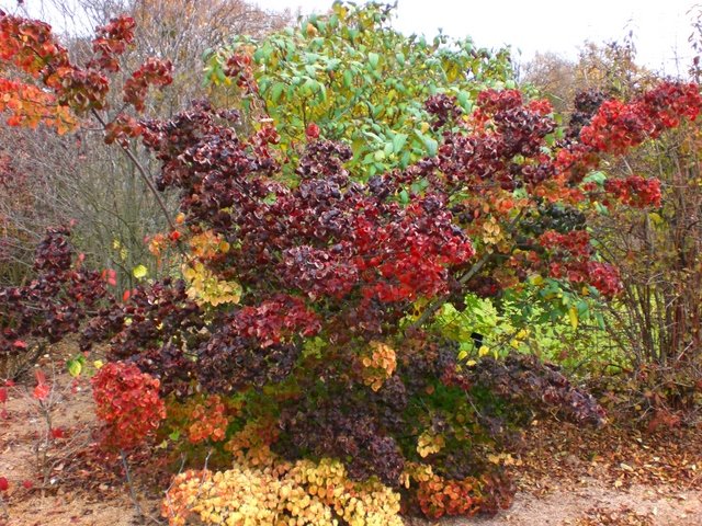 Viburnum hupehensis automne (2)